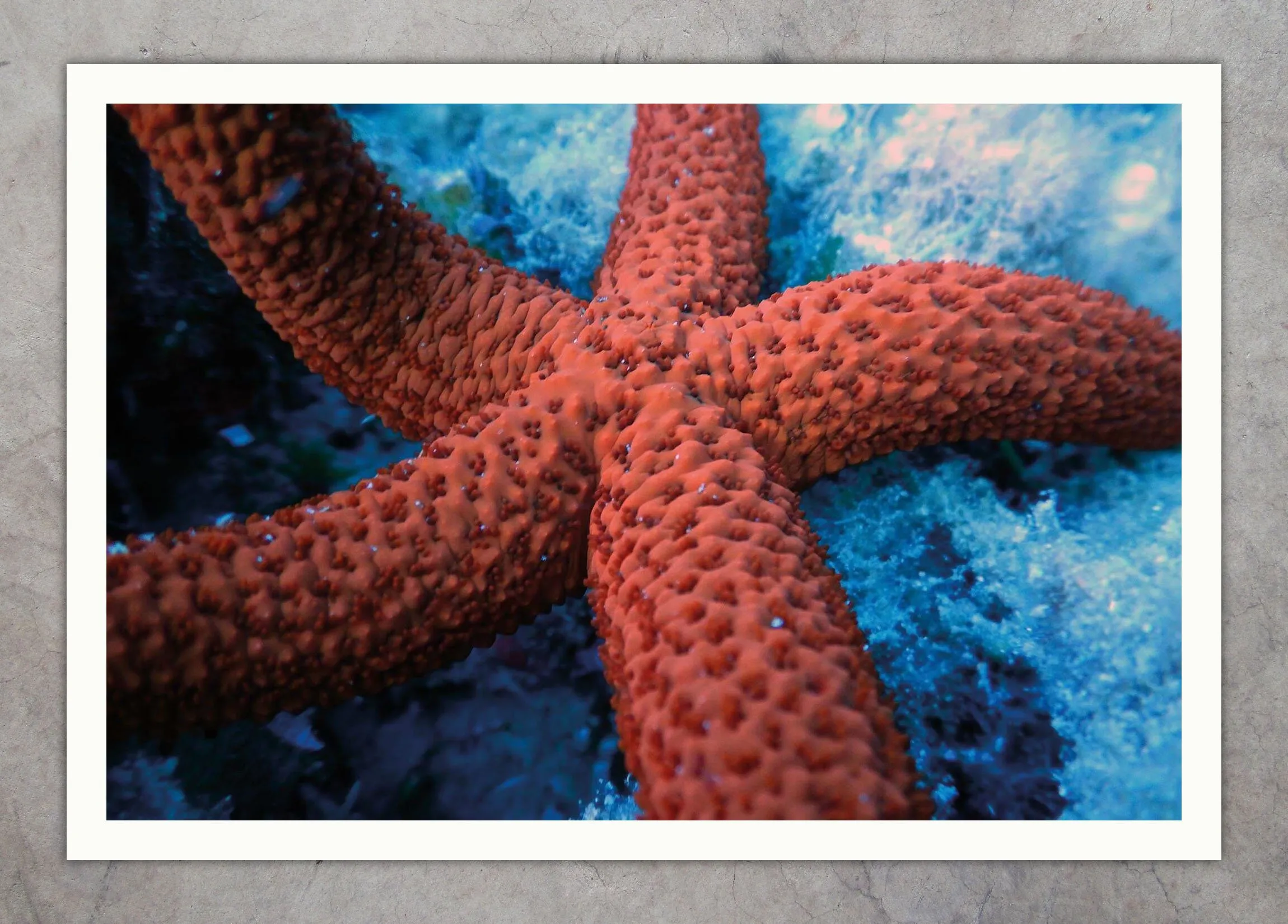 DSCN0948 Starfish Texture-DSCN0944 Starfish
