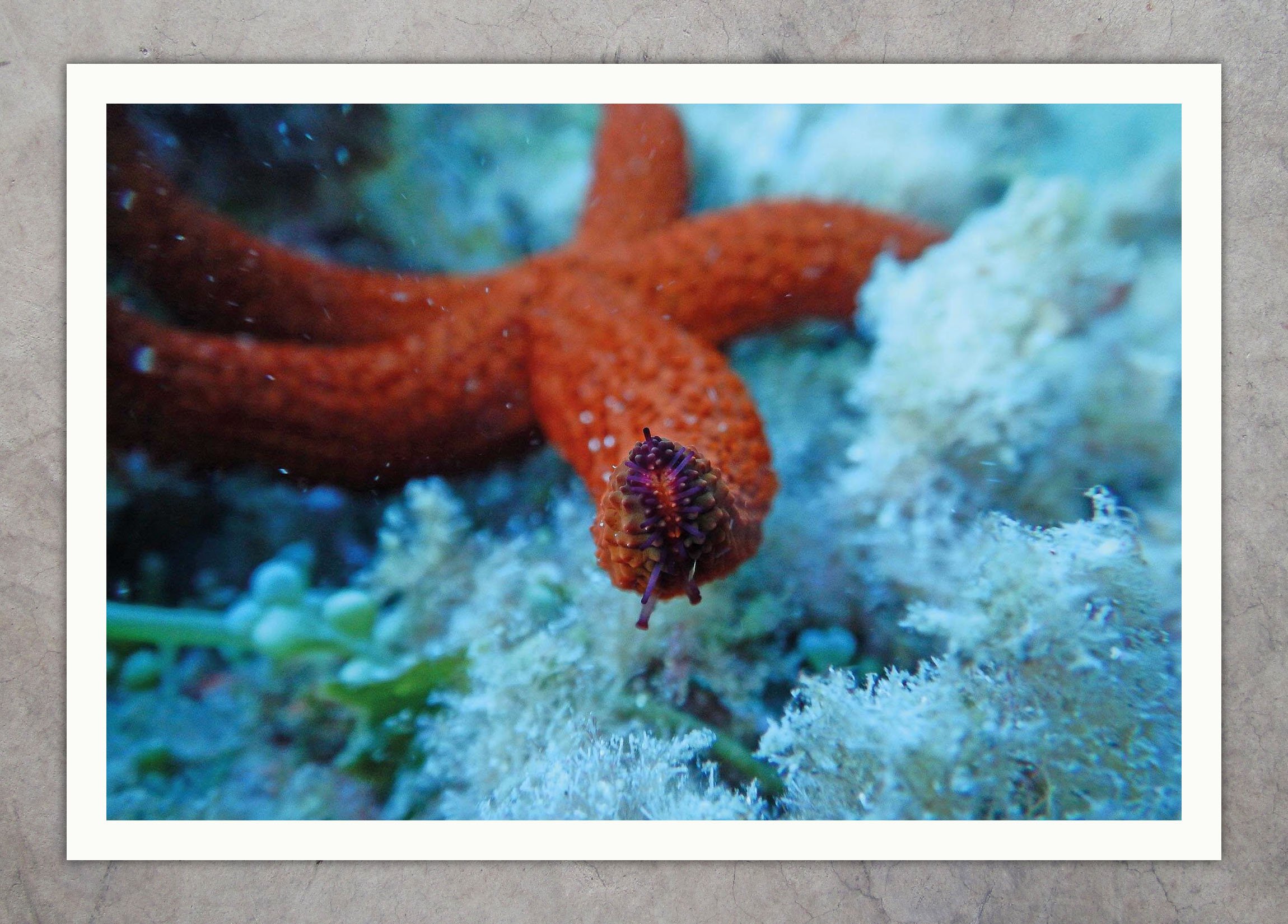 DSCN0947 Starfish Legs