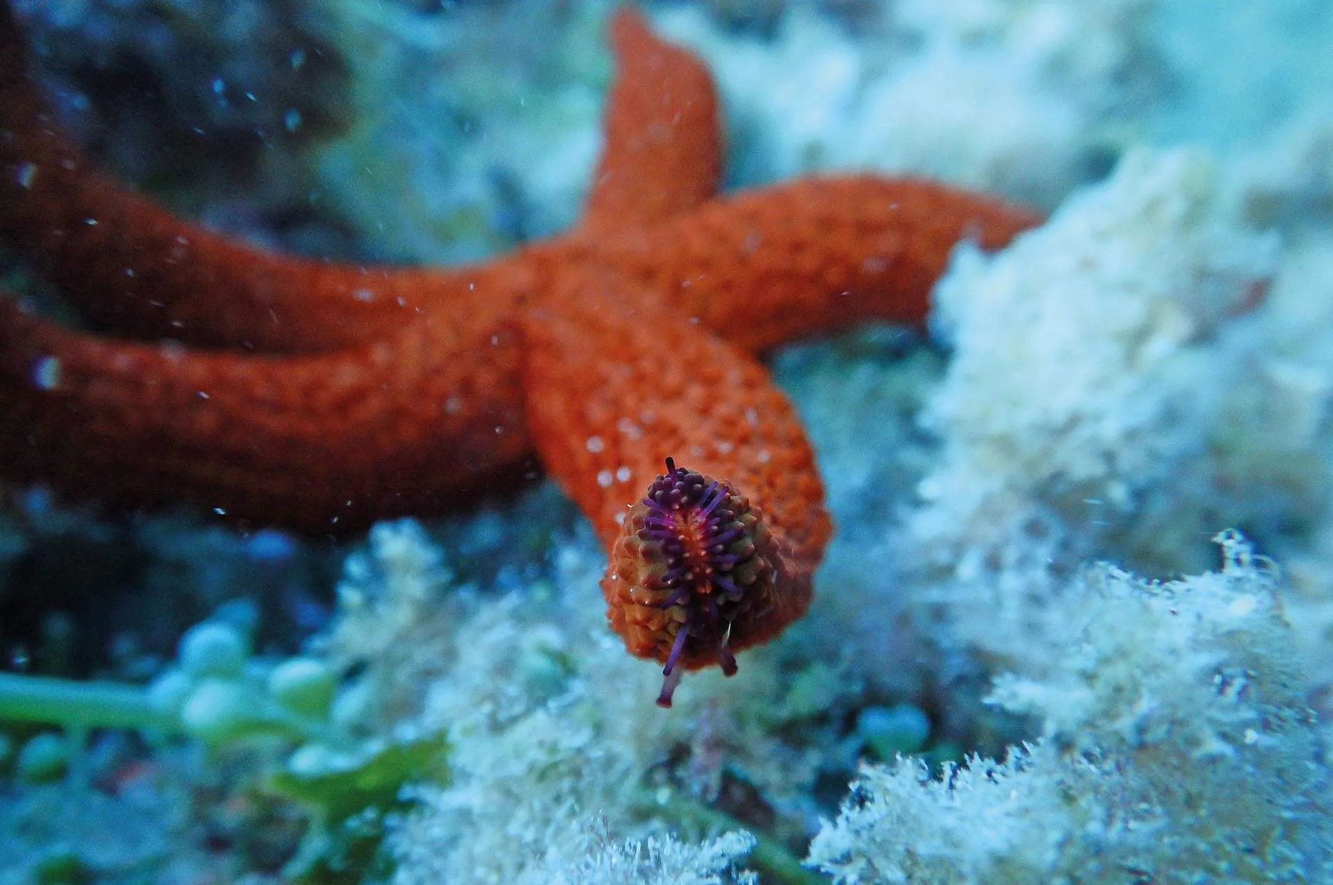 DSCN0947 Starfish Legs