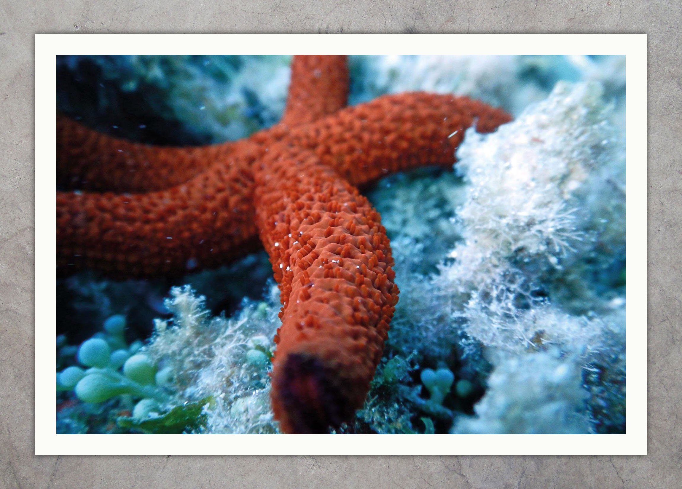 DSCN0948 Starfish Texture