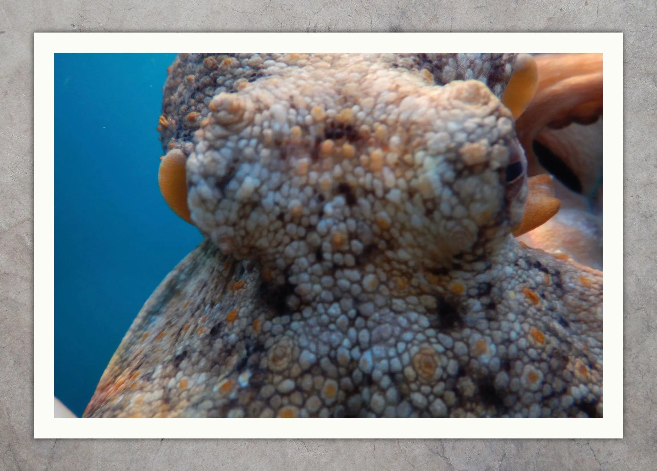 DSCN2381 Octo Texture-DSCN2383 Look me in the Eyes-DSCN2384 Look