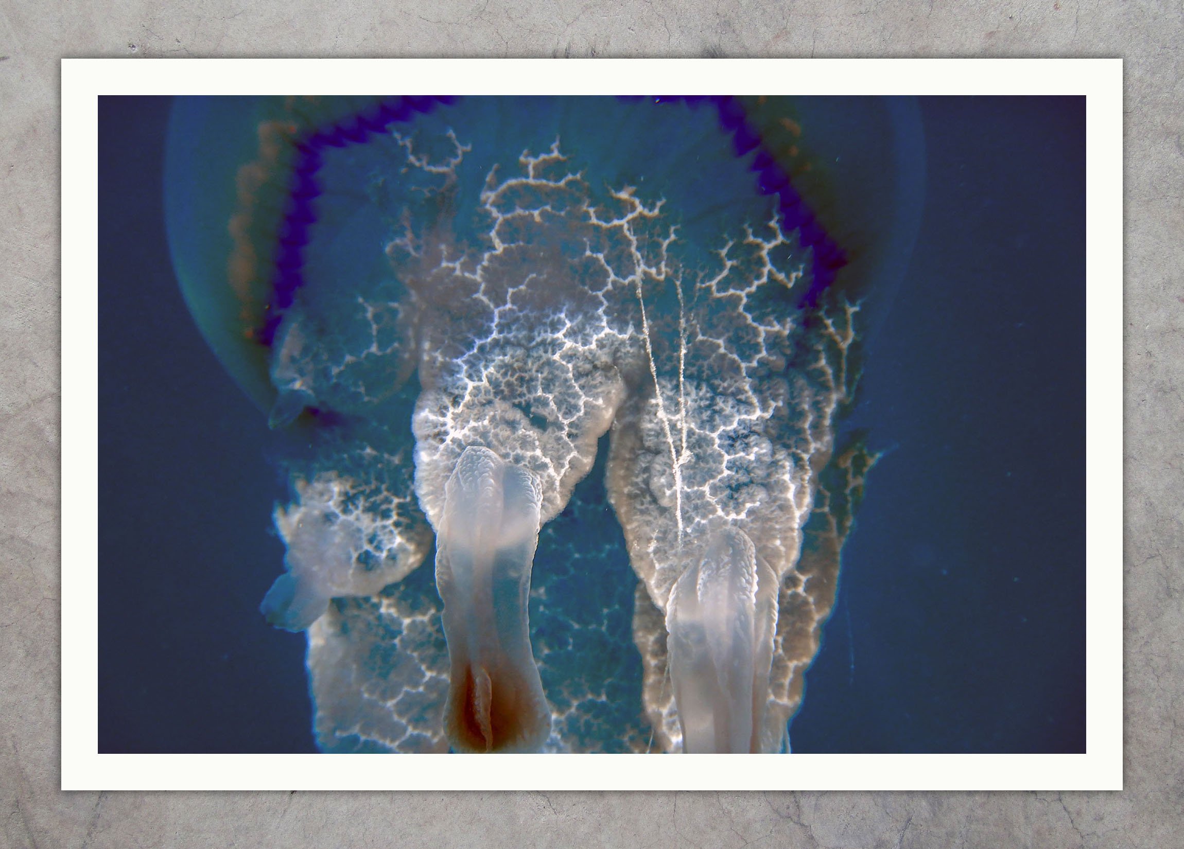 DSCN3984-2 Glowing Jelly
