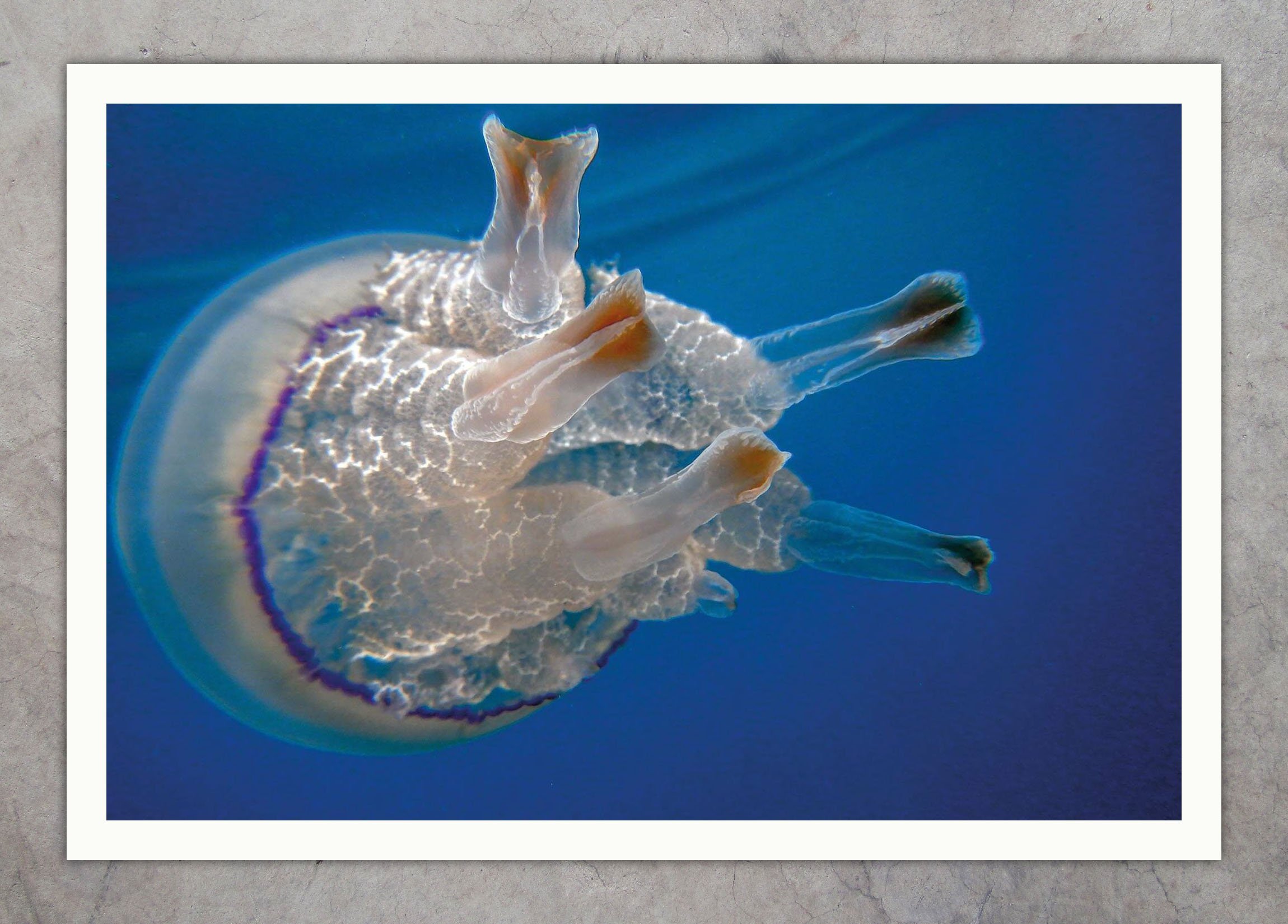 DSCN4027-2 Jelly Paws 02