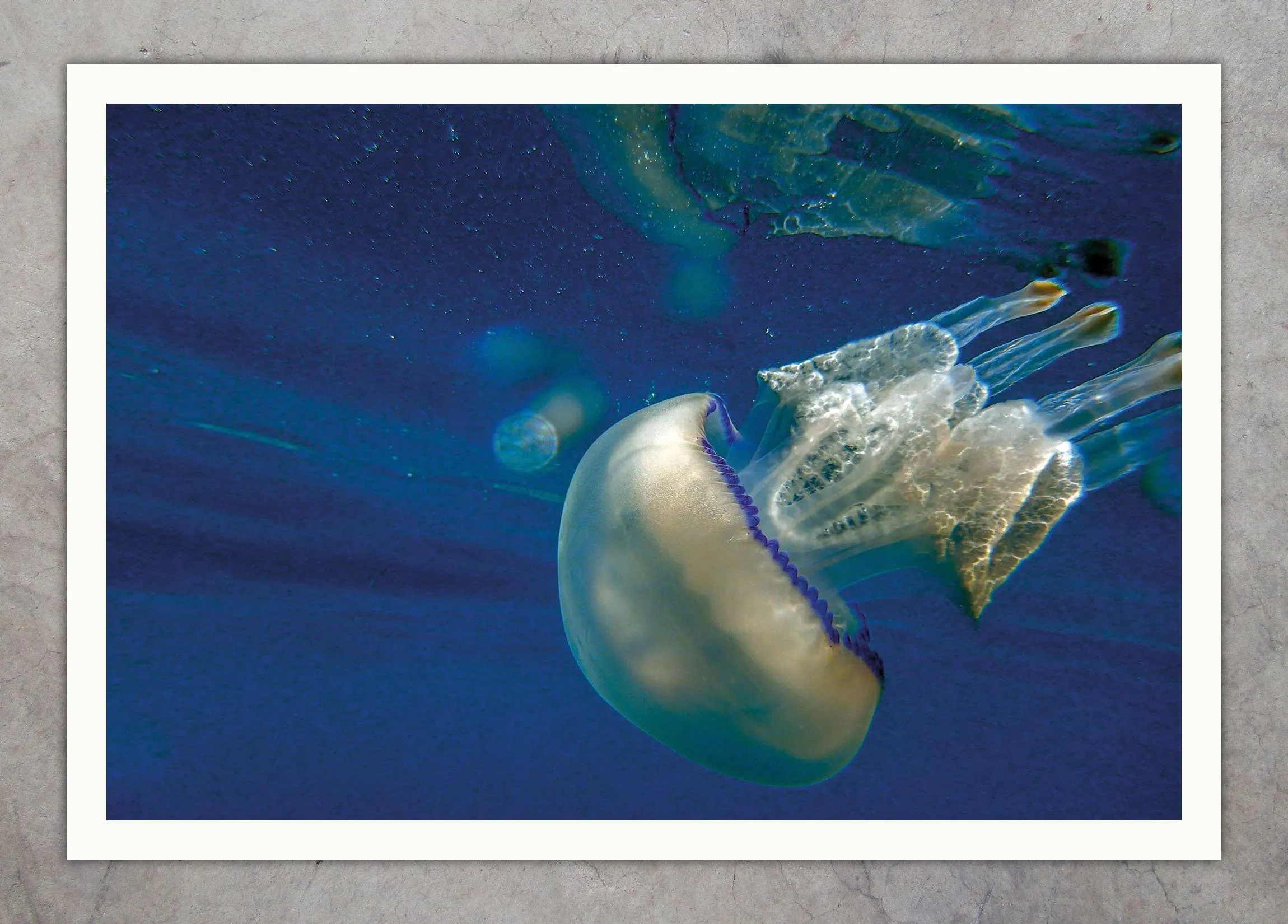 DSCN4037-2 Space Jelly