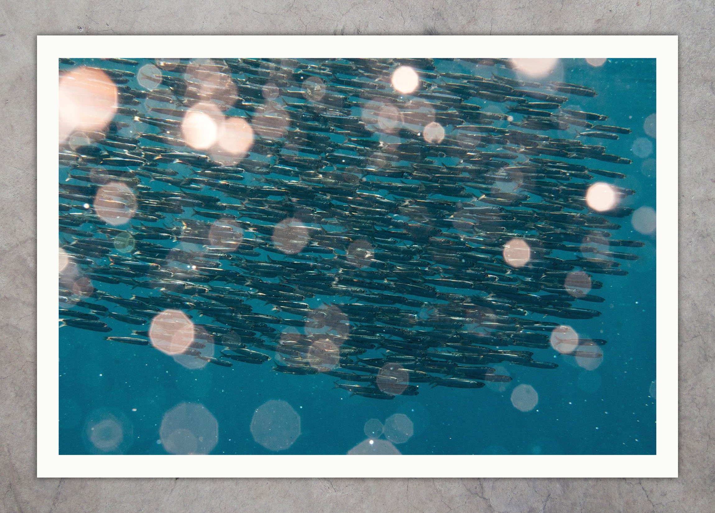 DSC_6087 Anchovies Flare