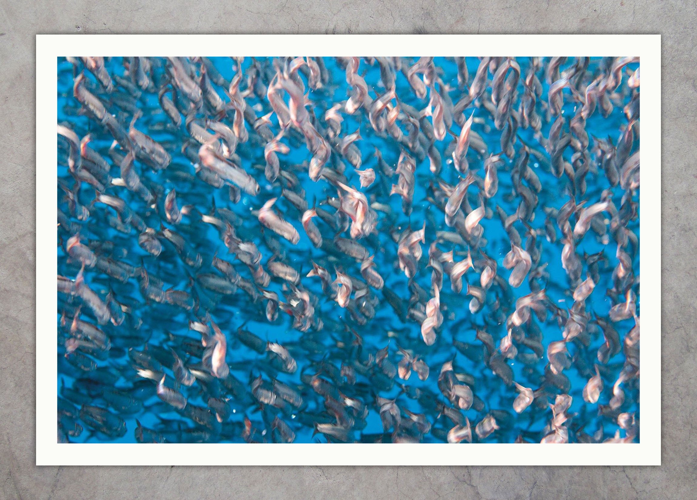 DSC_6255 Anchovies Texture 04-DSC_6213-2 Anchovies Texture 02-DS