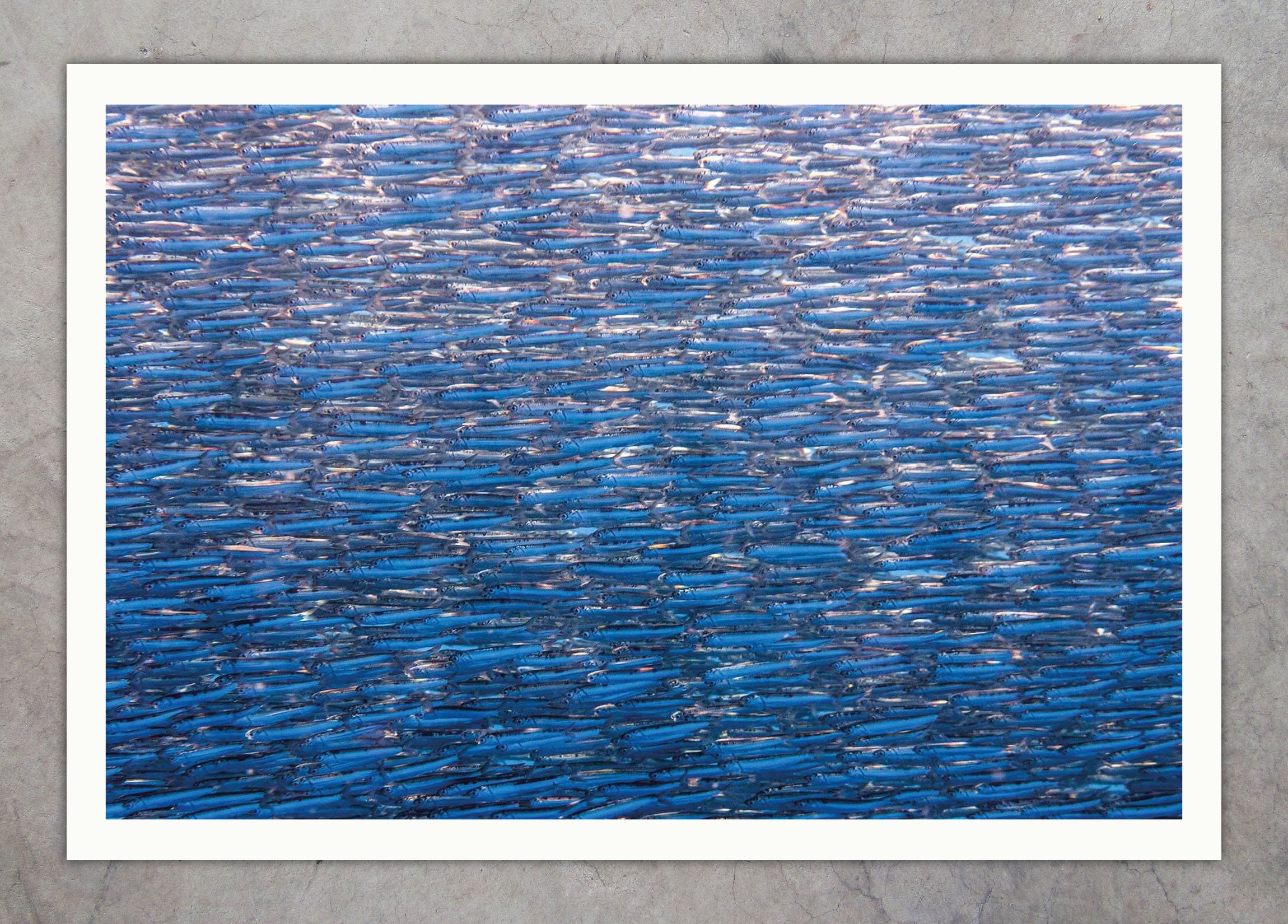 DSC_6213-2 Anchovies Texture 02