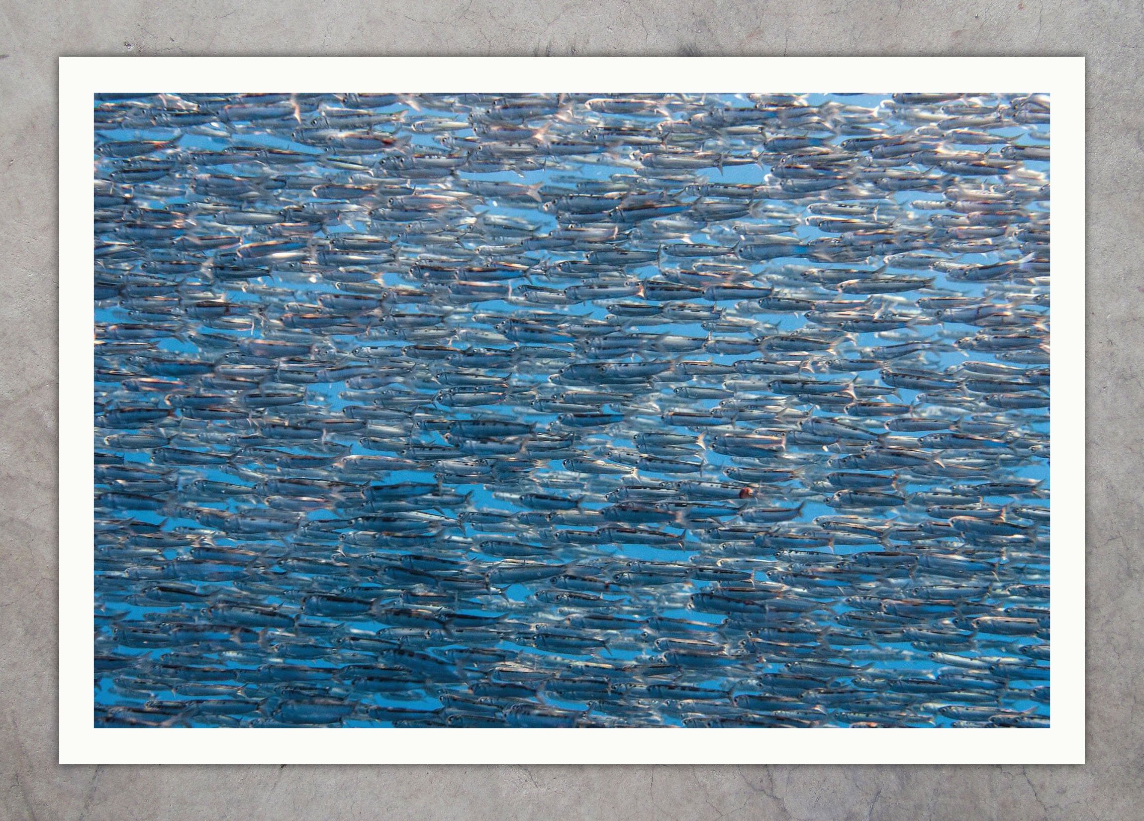 DSC_6239-2 Anchovies Texture 03