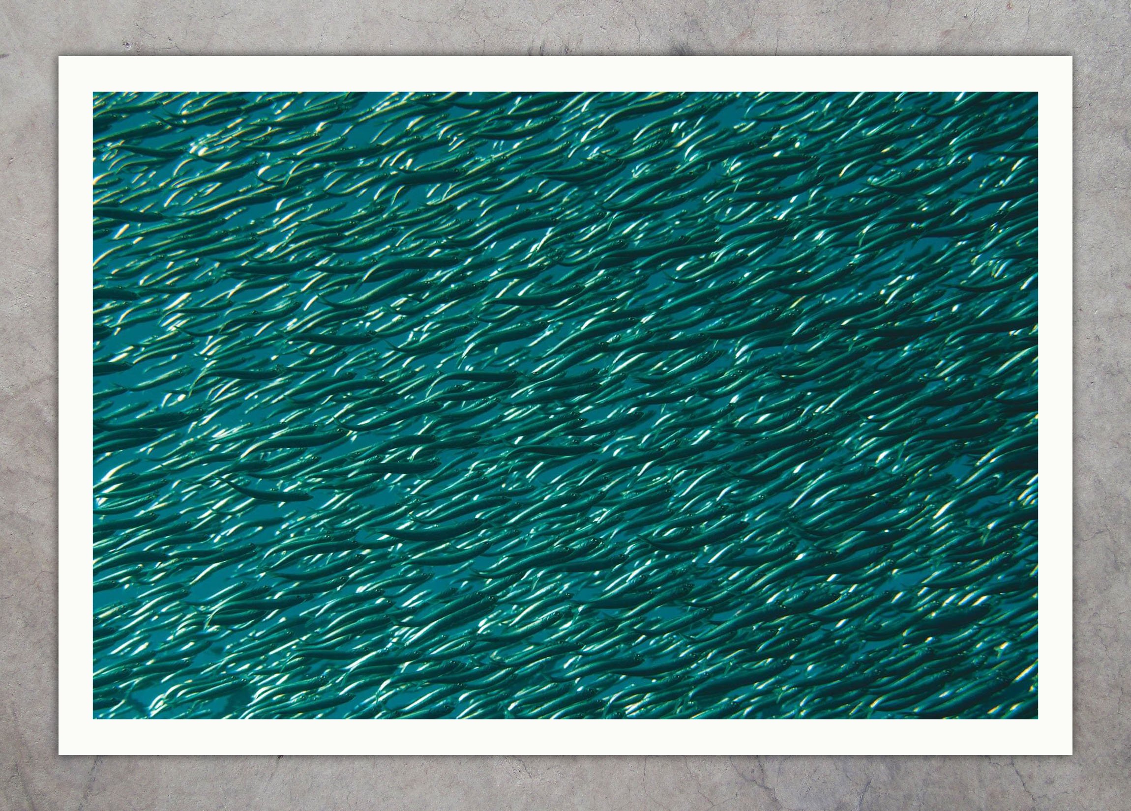 DSC_6255 Anchovies Texture 04