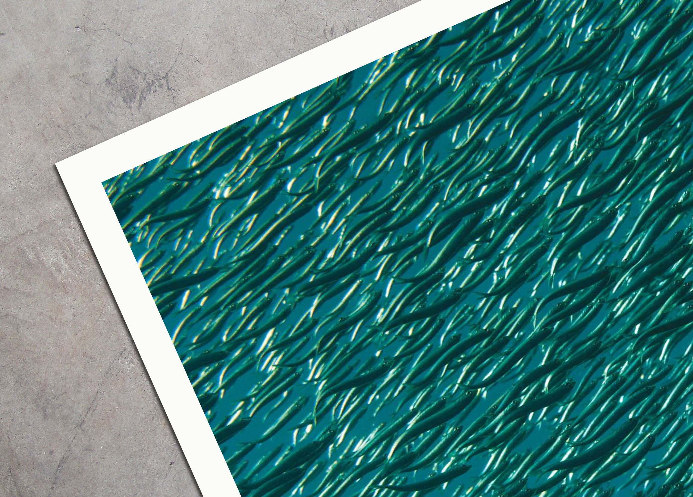DSC_6255 Anchovies Texture 04