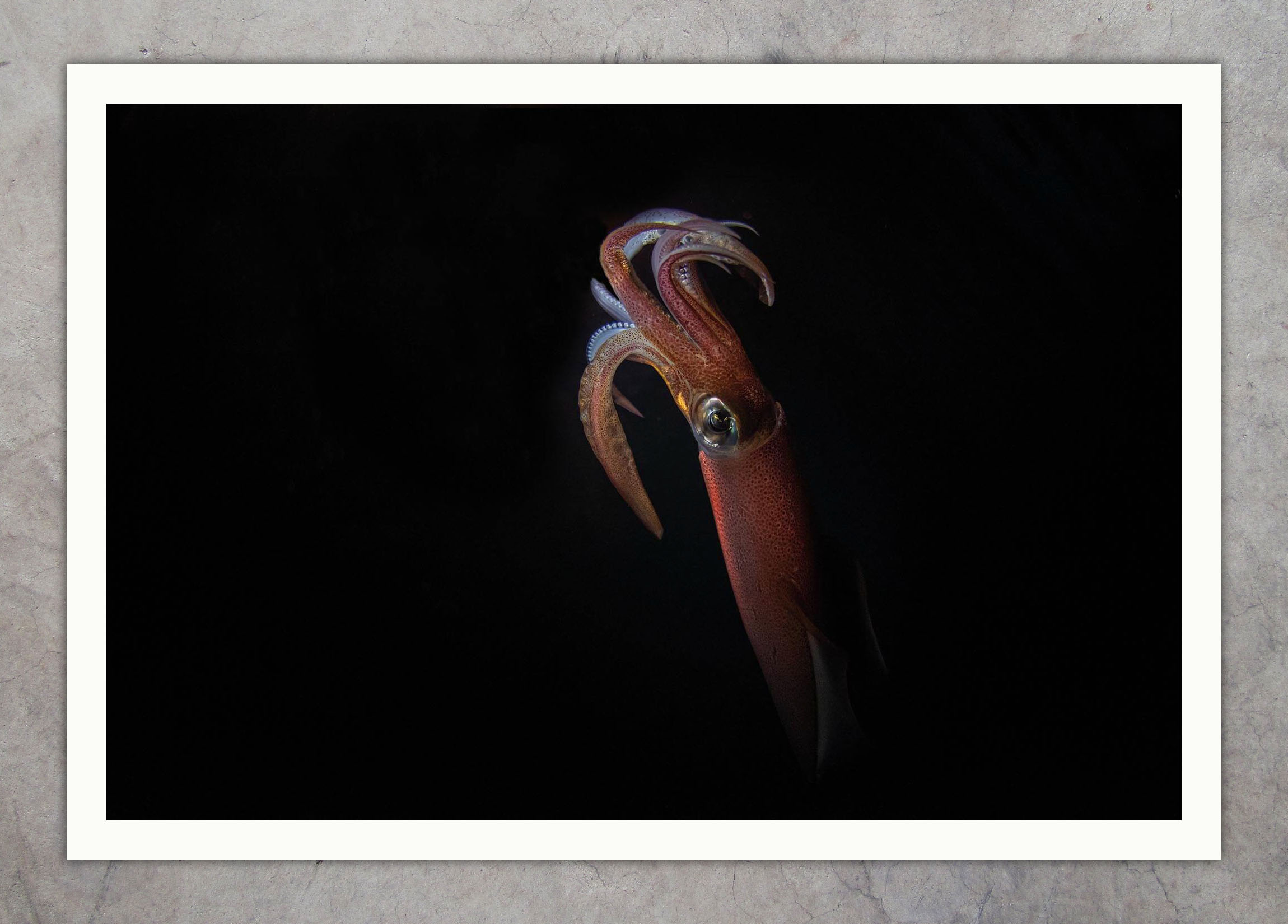 DSC_8768 Night Squid 04