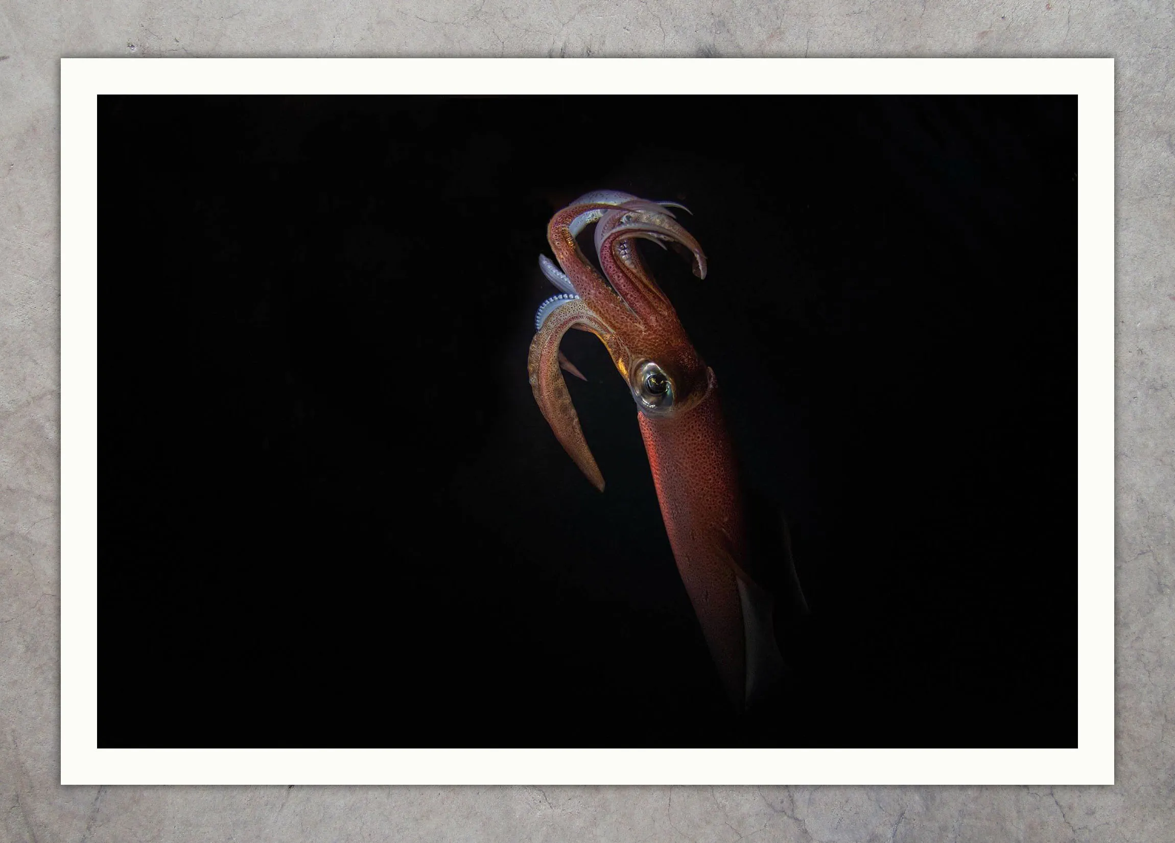 DSC_8768 Night Squid 04