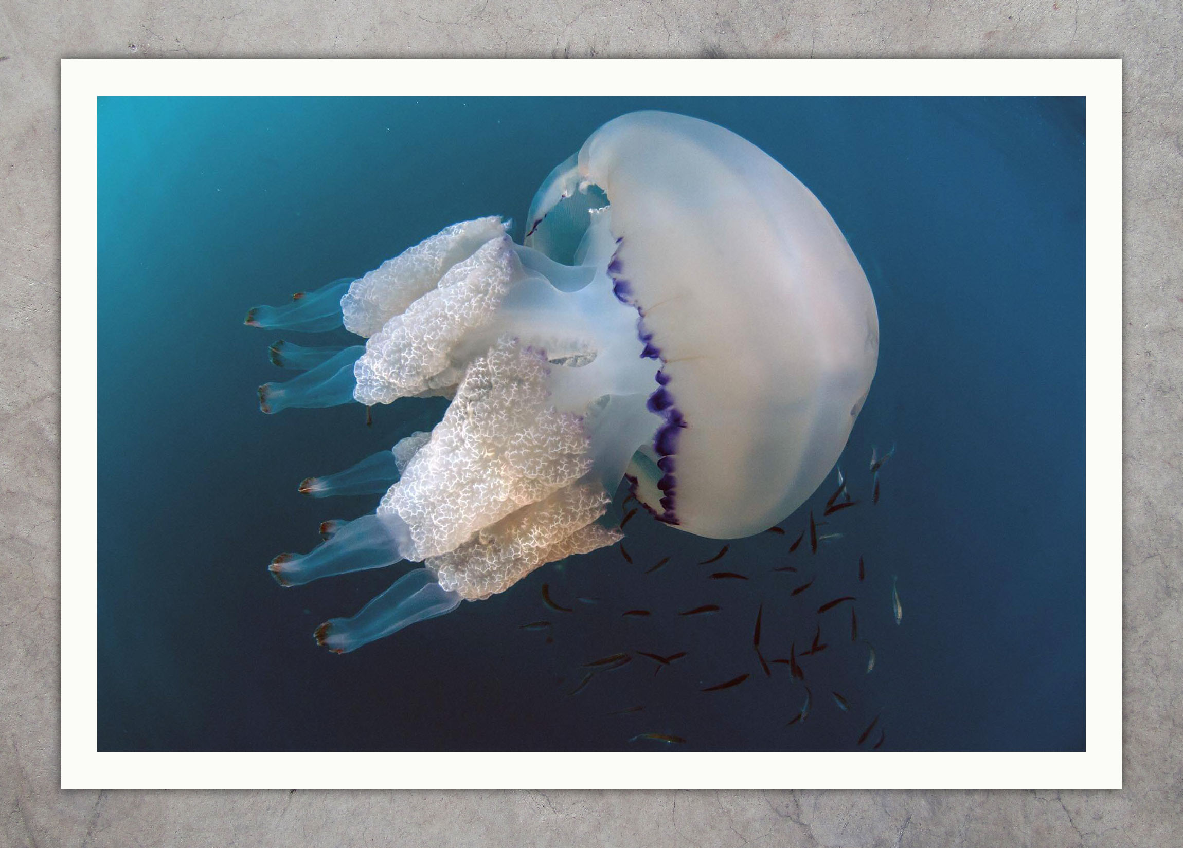 DSC_9488 Rhizostoma Pulmo (1)